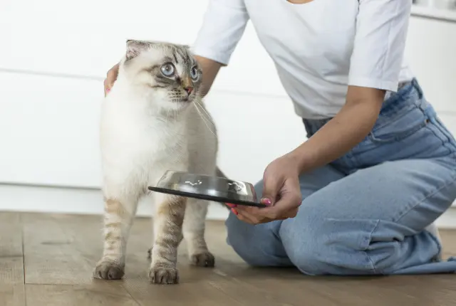 ペットシッターが猫をお世話している様子