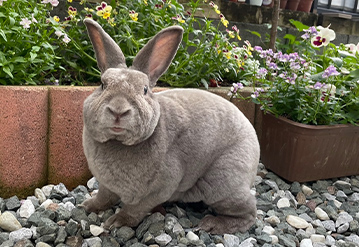 小動物の基本プランのエリアでペットシッターをご依頼いただいたお客様の口コミ