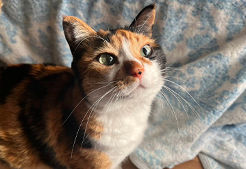 キャットシッターによる基本プランのエリアでペットシッターをご依頼いただいたお客様の口コミ